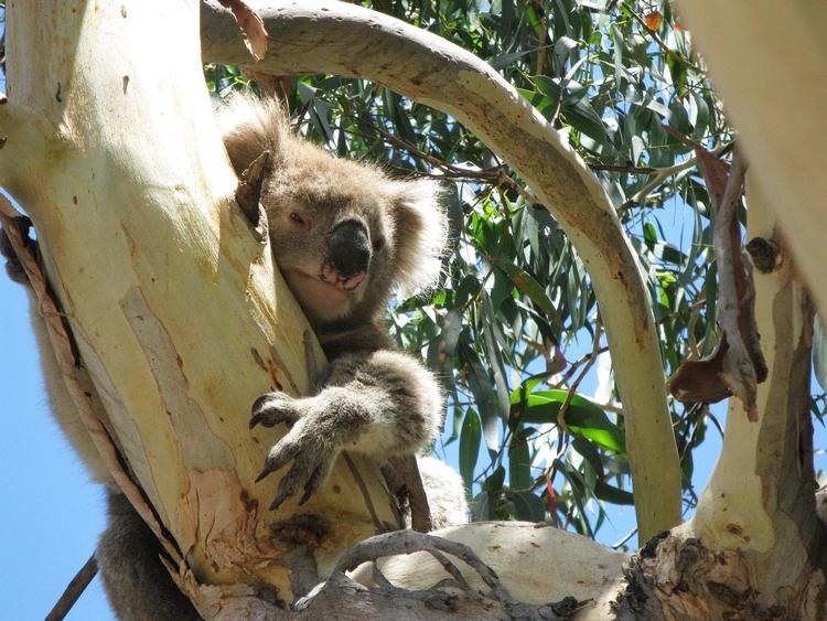 Australien Lars Hansen