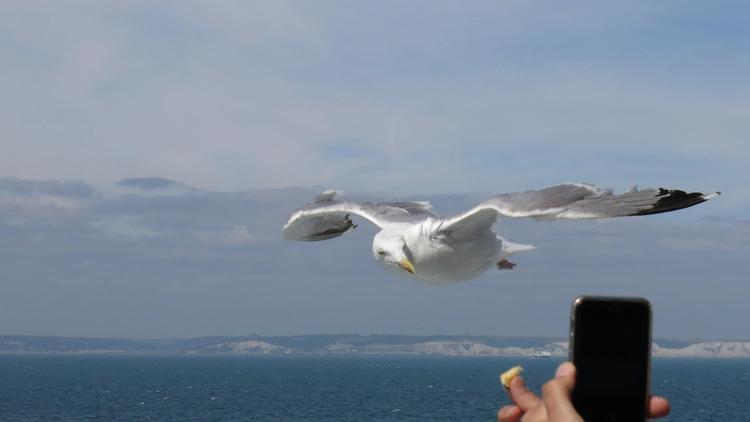 ’Smil til fotografen!’ med the ’White Cliffs of Dover’ i baggrunden på overfarten mellem Calais i Frankrig og Dover i England. 