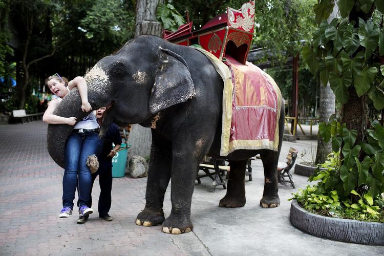 Blandt turisterne i Thailand er det populært at blive løftet op af elefantens snabel.
   
 