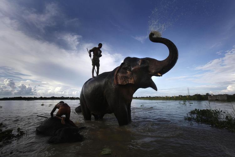 En mahout eller elefantfører i Indien vasker en elefant til stor glæde for turisterne.
    
 