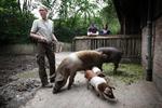 Dyrepasser Sarah Müllenbach fodrer de danske protestsvin i Hannovers zoologiske have. Soen Halla blev mor til to for en måneds tid siden.
 