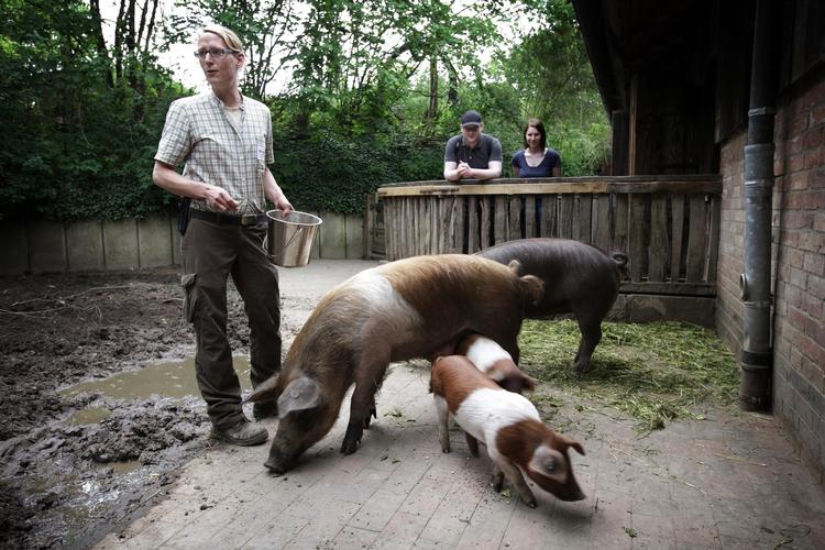 Dyrepasser Sarah Müllenbach fodrer de danske protestsvin i Hannovers zoologiske have. Soen Halla blev mor til to for en måneds tid siden.
 