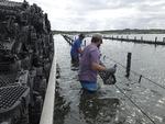 De mange østers gror i hylstre på liner ude i bugten. Tidevandet sørger for, at der strømmer plankton og næring forbi skaldyrene, og hver tredje måned bliver de hevet op på land en dags tid, så de døde østers kan blive pillet fra. 