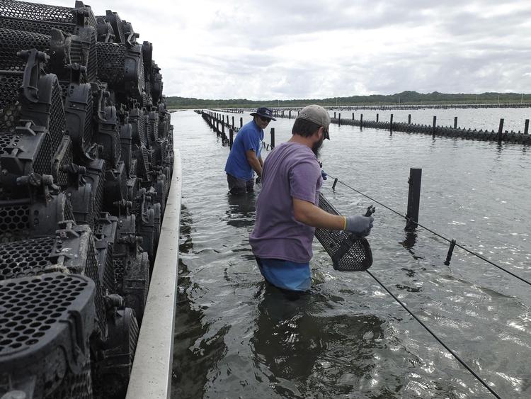 De mange østers gror i hylstre på liner ude i bugten. Tidevandet sørger for, at der strømmer plankton og næring forbi skaldyrene, og hver tredje måned bliver de hevet op på land en dags tid, så de døde østers kan blive pillet fra. 