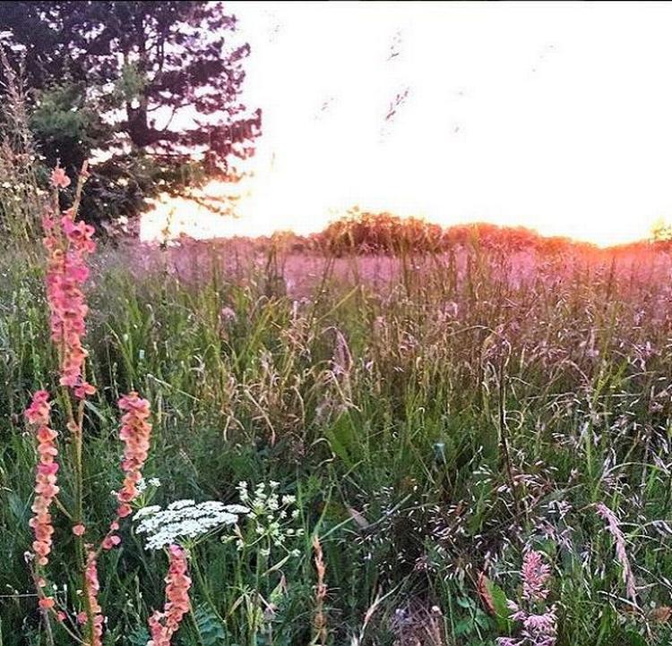 Blomstrende Hagbardshøj mellem Ringsted og Sorø. 