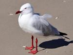 Lokal på Semaphore Beach nær Adelaide. 