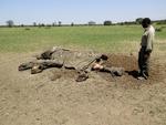 Masai-guiden Ole Masaa John betragter liget af en elefant, som sandsynligvis er dræbt af landsbybeboere. 