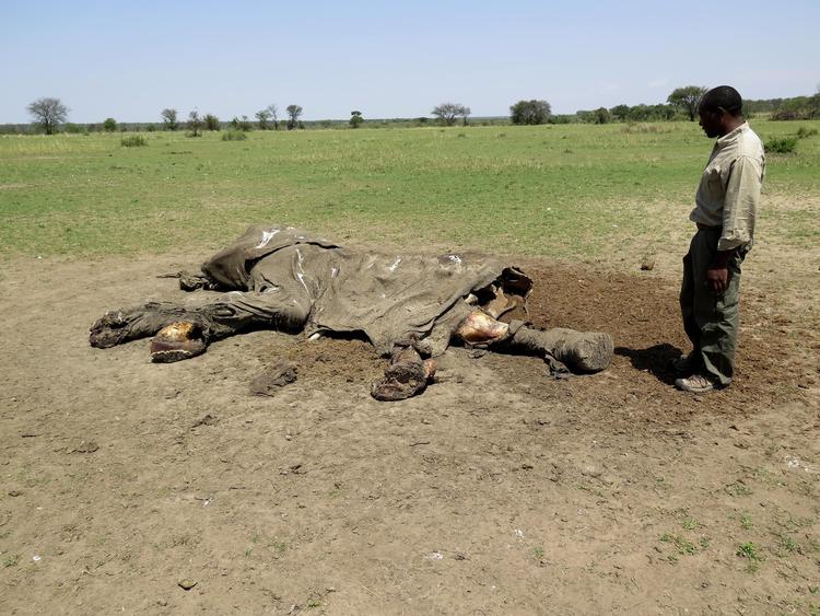 Masai-guiden Ole Masaa John betragter liget af en elefant, som sandsynligvis er dræbt af landsbybeboere. 