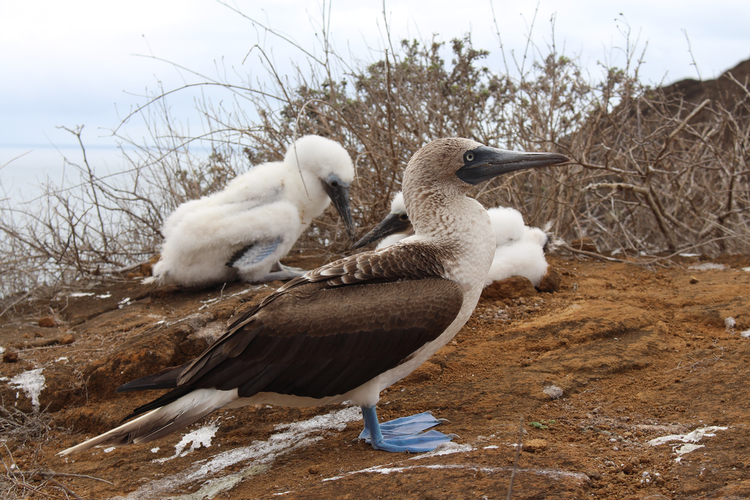 Ugens vinderbillede. Blåfodet sule, som ikke lader sig skræmme af turisters vej forbi. 