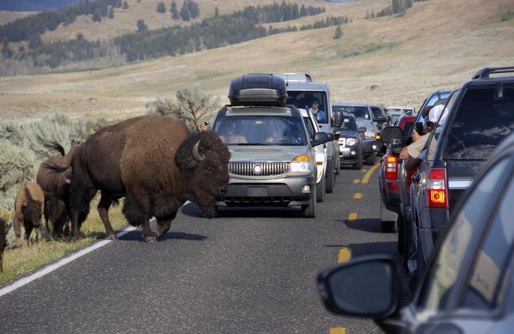 Amerikanske nationalparker som Yellowstone byder på usædvanlige syn. F.eks bisoner på vejbanen. 