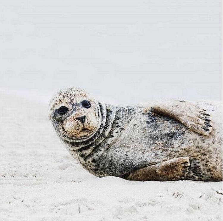Ugens vinderbillede. En nysgerrig sæl lader sig fotografere på Grenen i Skagen. 