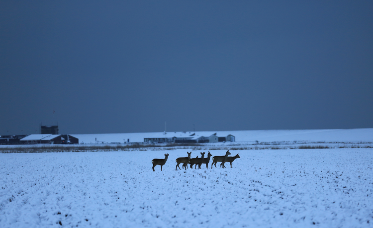 En dejlig aftentur på marsken i Højer i Sønderjylland. 