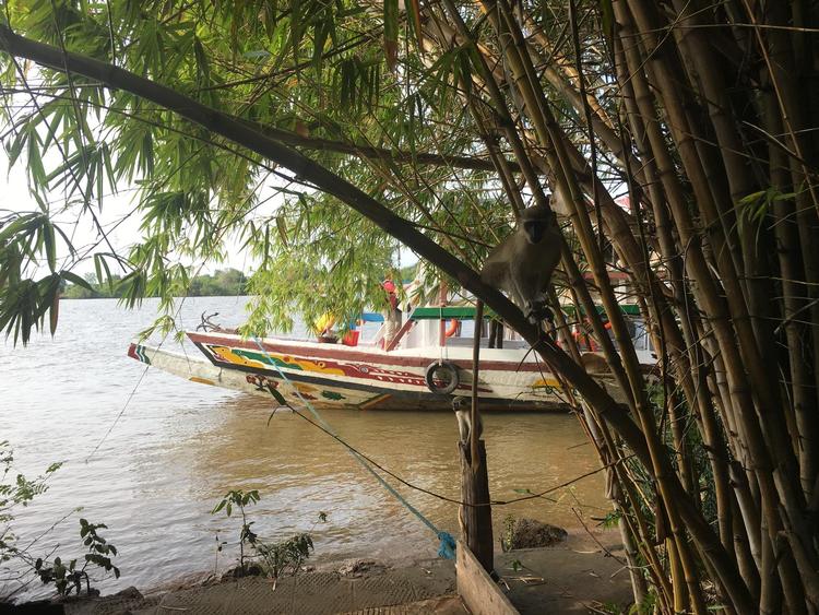 Dyrene kommer tæt på, hvis du tager en nat på Janjanbureh Lodge i Gambia. Morten Hjortshøj