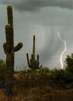Voldsomt vejr buldrer løs i ørkenen i Arizona. Ross D. Franklin/AP