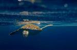 Svømmer med havskildpadder ved øen Gili Air i Indonesien. 
 @letsgetlostblog
