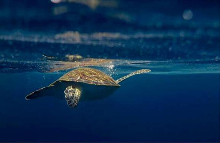 Svømmer med havskildpadder ved øen Gili Air i Indonesien. 
 @letsgetlostblog
