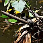 Ni dage gamle krokodiller på vej ned i Daintree River i Queensland i Australien. @aworldofexperience