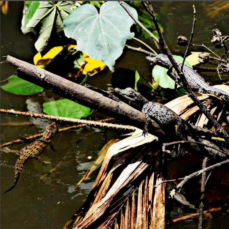 Ni dage gamle krokodiller på vej ned i Daintree River i Queensland i Australien. @aworldofexperience