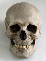 atskranium