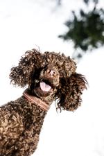 Byens hunde-hundelufter