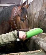 ats-hest