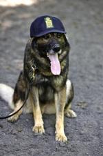 Rollo_NY