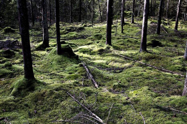 Her kan man ikke høre andet end sit eget bankende hjerte og svagt pibende tinnitus. 