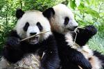 ats-pandaer