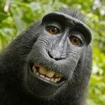 Monkey takes selfie